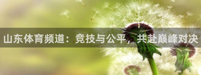 山东体育频道：竞技与公平，共赴巅峰对决