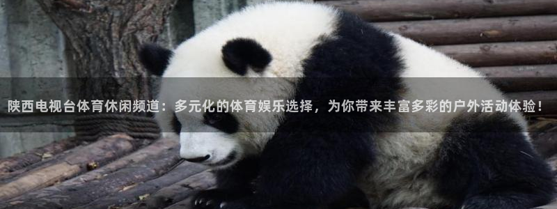 陕西电视台体育休闲频道：多元化的体育娱乐选择，为你带来丰富多彩的户外活动体验！