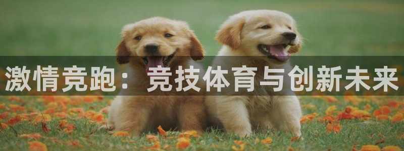 激情竞跑：竞技体育与创新未来